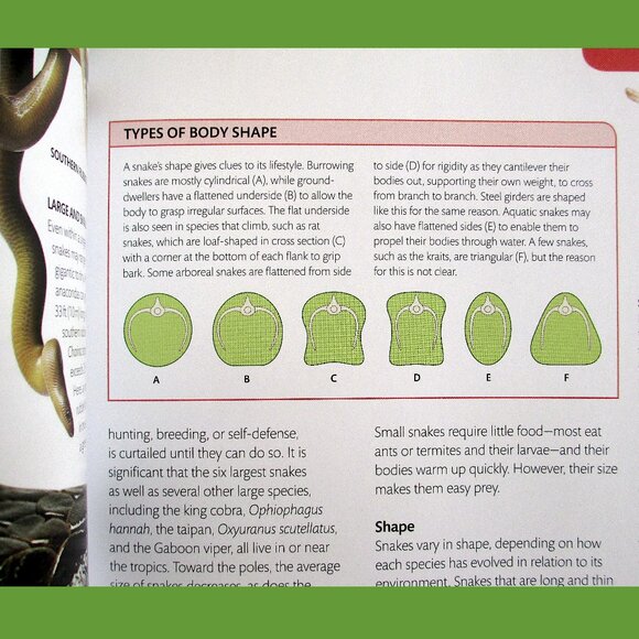 Book - Snake: The Essential Visual Guide by Chris Mattison - Picture 13 of 16